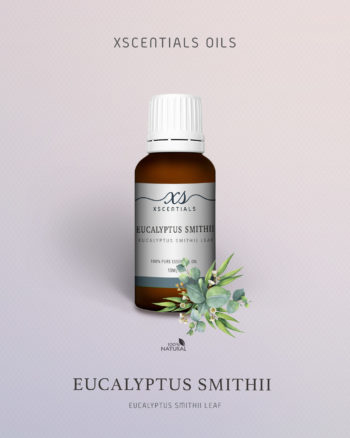 Eucalyptus SmithII