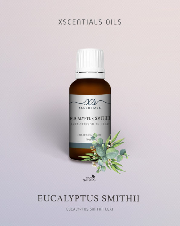 Eucalyptus SmithII