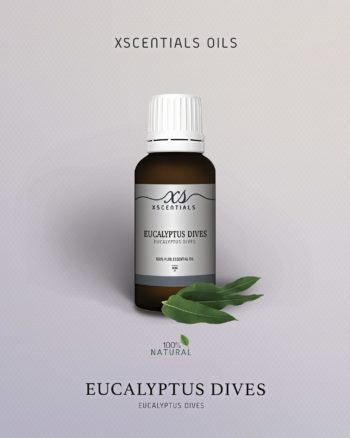 Eucalyptus Dives