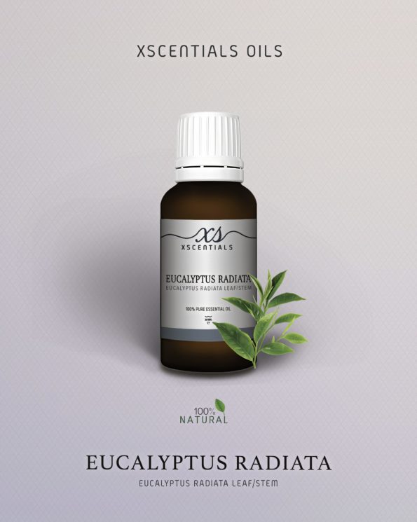 Eucalyptus Radiata