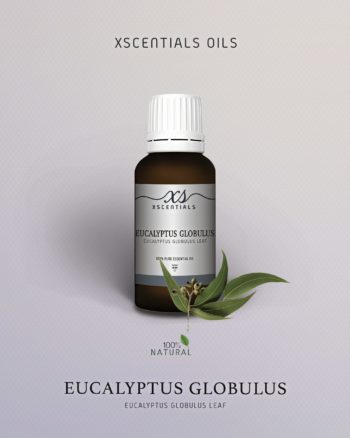 Eucalyptus Globulus