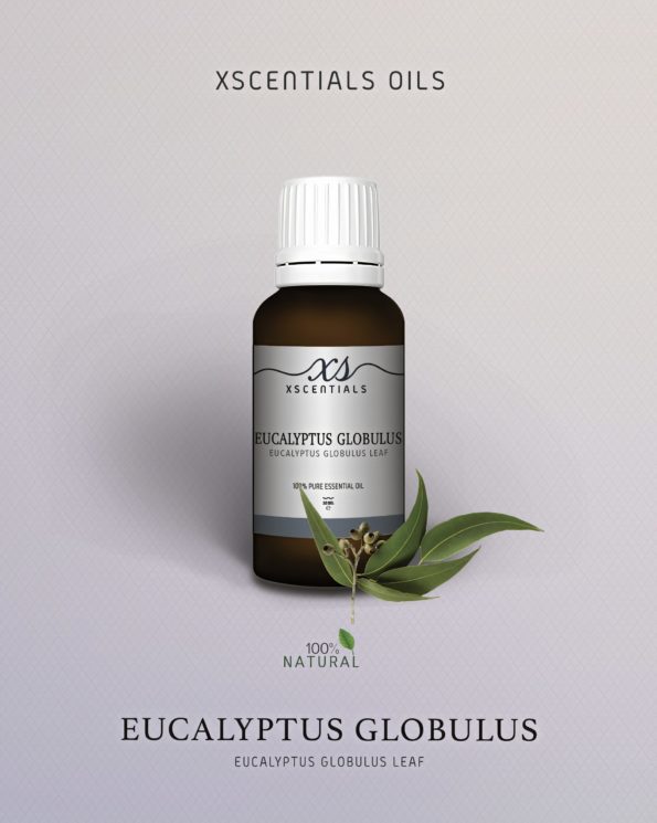 Eucalyptus Globulus